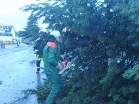 umgestürzter Baum auf der Blumenstr.