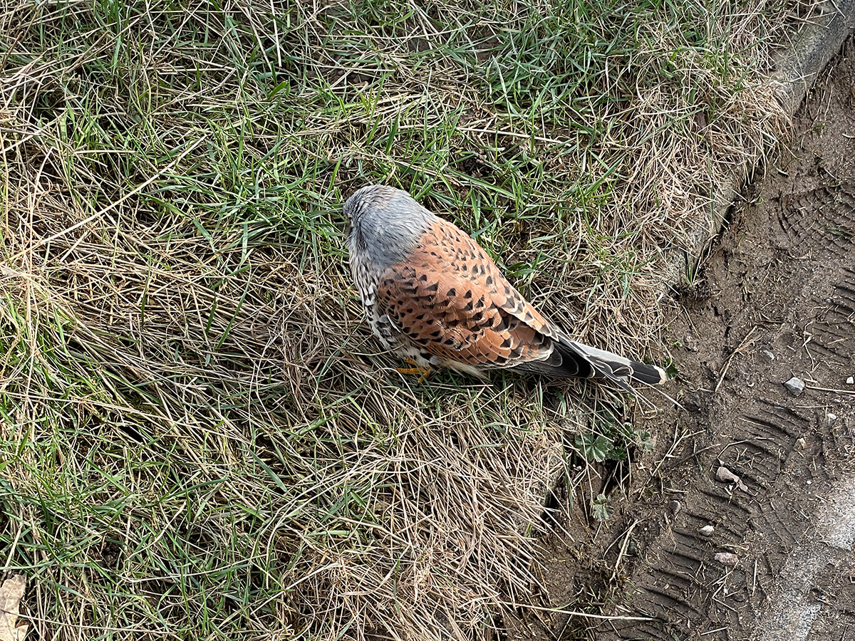 verletzter Turmfalke