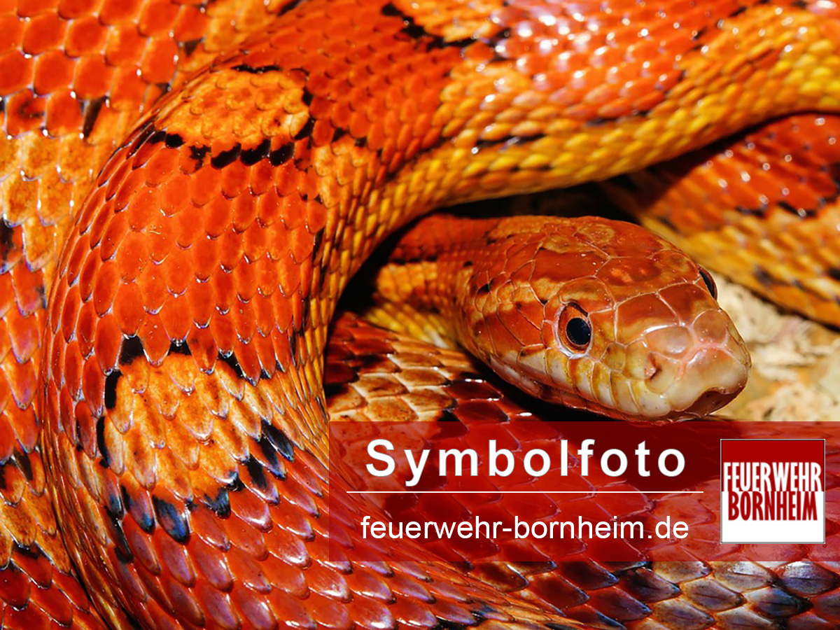 Symbolfoto: Schlange